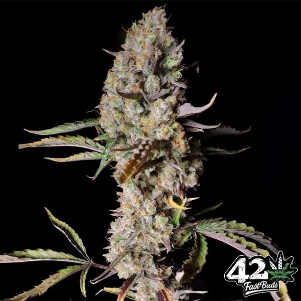 Gorilla Zkittlez Auto Fast Buds de Fast Buds en GB Lleida