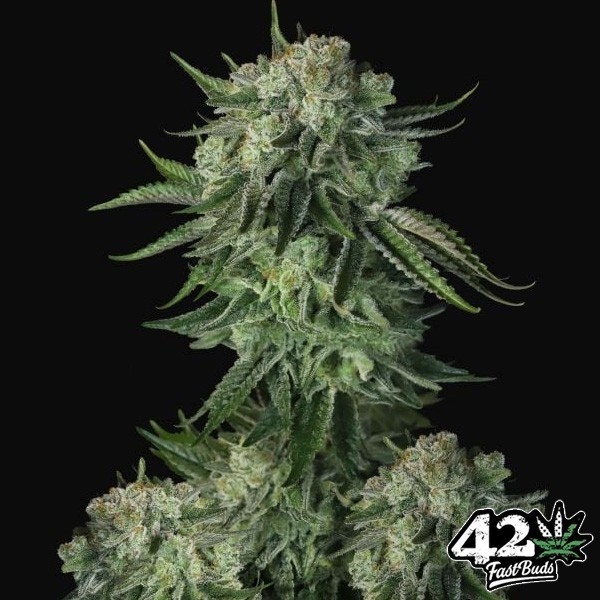 Moby Dick Auto Fast Buds de Fast Buds en GB Lleida