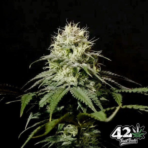 Tropicana Cookies Fast de Fast Buds en GB Lleida