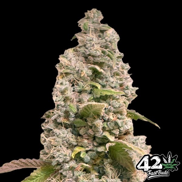 Gorilla Cookies Fast de Fast Buds en GB Lleida