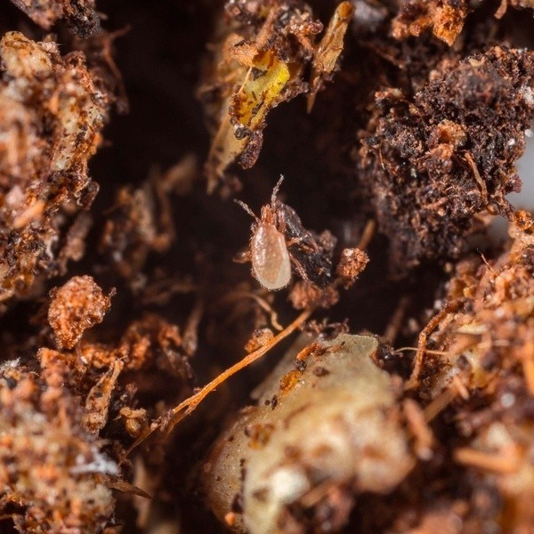 Entomite-M 10000 Hypoaspis Miles — ácaro depredador de larvas de mosca negra y trips en el sustrato, en GB Lleida