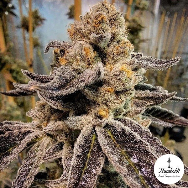 Black Rainbow Sherbert de Humboldt Seeds en GB Lleida