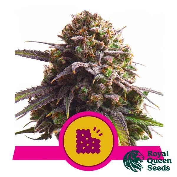 Biscotti - Royal Queen Seeds de Royal Queen en GB Lleida