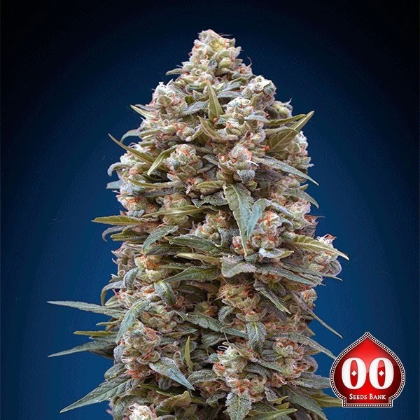 00 Kush de 00 Seeds en GB Lleida