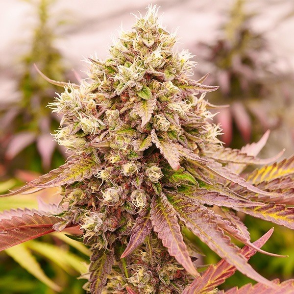 Burger Kush de World of Seeds en GB Lleida