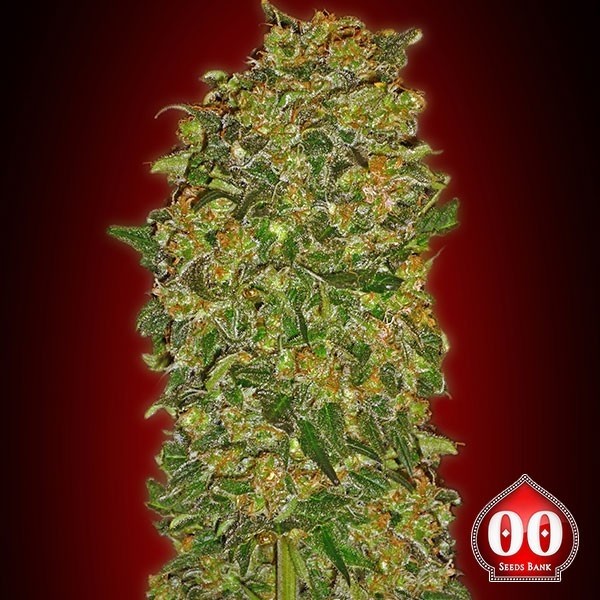Chocolate Kush de 00 Seeds en GB Lleida