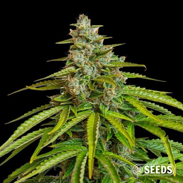 Grapes&Cream de GB Seeds en GB Lleida