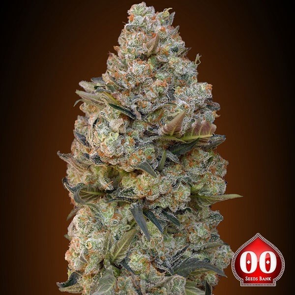 Chocolate Skunk de 00 Seeds en GB Lleida