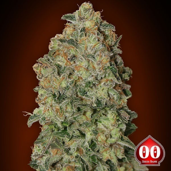 Auto Chocolate Skunk de 00 Seeds en GB Lleida