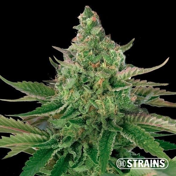 Platinum OG de GB Strains en GB Lleida