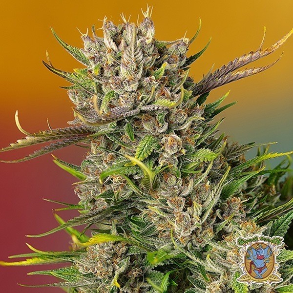 Papaya Zoap Auto de Sweet Seeds en GB Lleida
