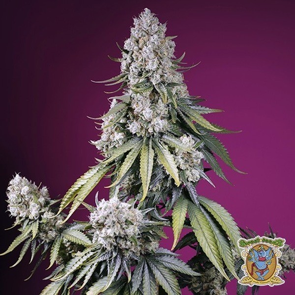 Jealousy Z XL Auto de Sweet Seeds en GB Lleida