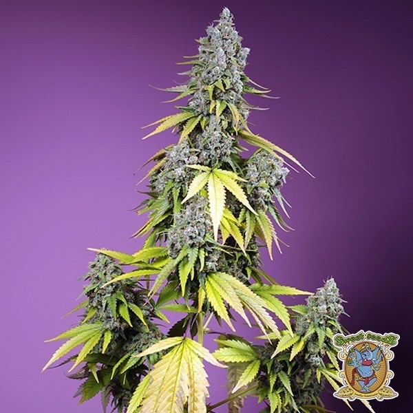 Jet Fuel Mandarine XL Auto de Sweet Seeds en GB Lleida