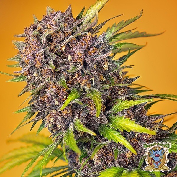 Diablo Rojo XL Auto de Sweet Seeds en GB Lleida