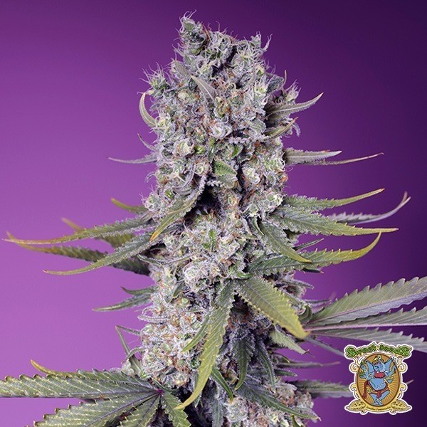 Papaya Zoap F1 Fast Version® de Sweet Seeds en GB Lleida