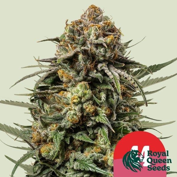 Gelato 44 - Tyson 2.0 x RQS de Royal Queen en GB Lleida