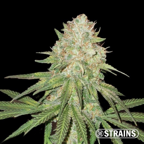 The Zoap de GB Strains en GB Lleida