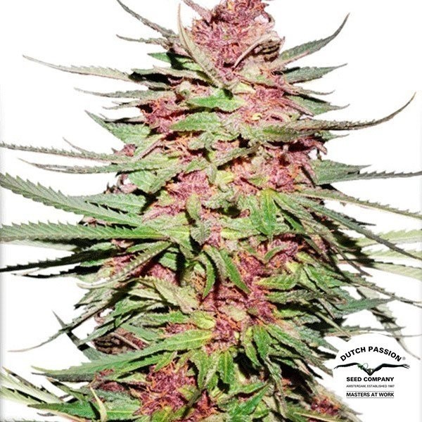 Purple 1 de Dutch Passion en GB Lleida