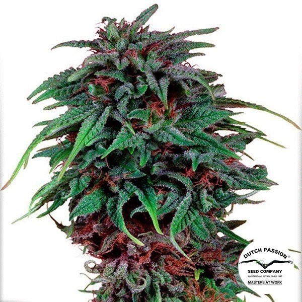 Durban Poison de Dutch Passion en GB Lleida