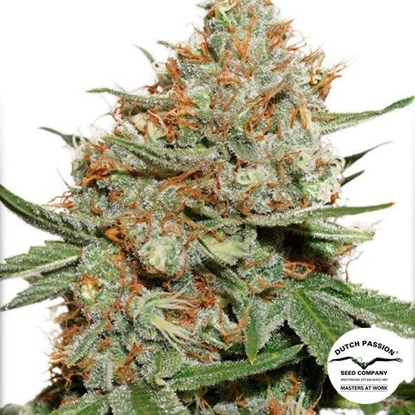 Skunk 11 de Dutch Passion en GB Lleida