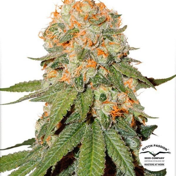 Orange Bud Dutch Passion de Dutch Passion en GB Lleida