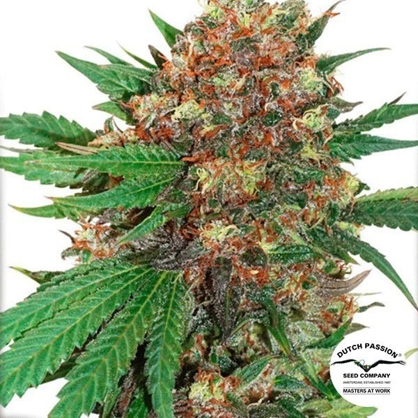 Masterkush de Dutch Passion en GB Lleida