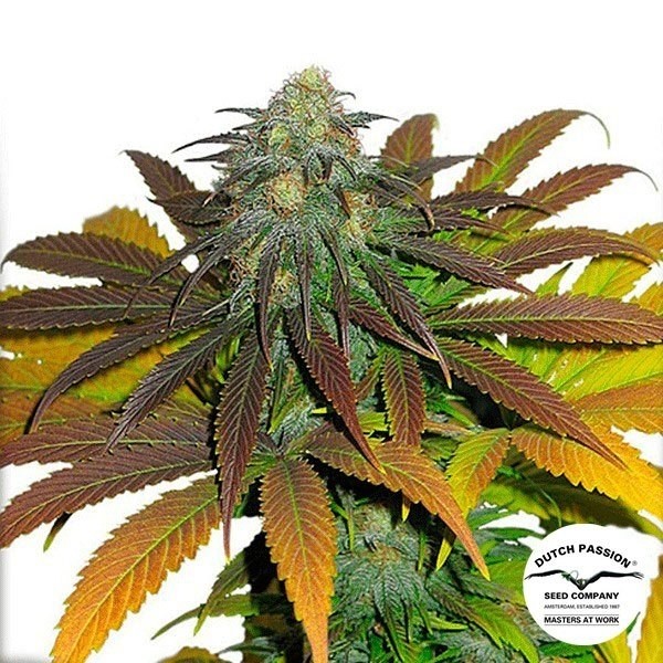 Californian Orange de Dutch Passion en GB Lleida