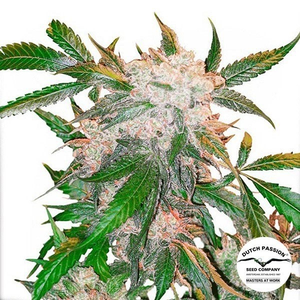 White Widow Dutch Passion de Dutch Passion en GB Lleida