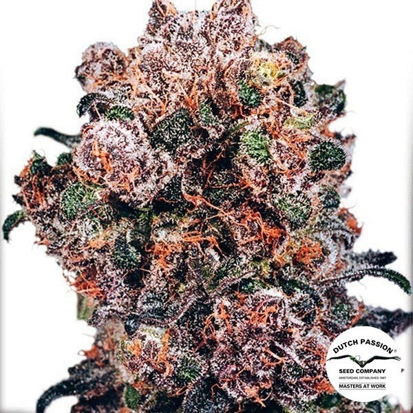 BlueBerry Dutch Passion de Dutch Passion en GB Lleida