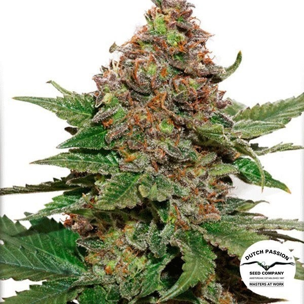 Strawberry Cough de Dutch Passion en GB Lleida