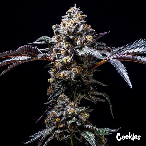 Lemon Cherry Pop - Cookies en GB Lleida