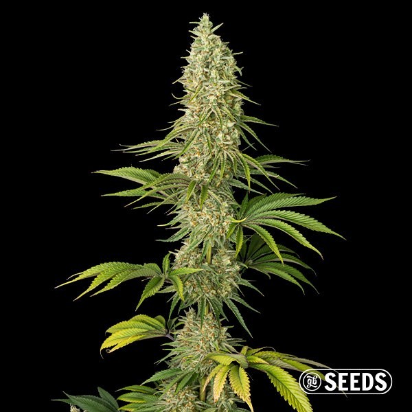Super Silver Haze Feminizada a Granel de GB Seeds en GB Lleida