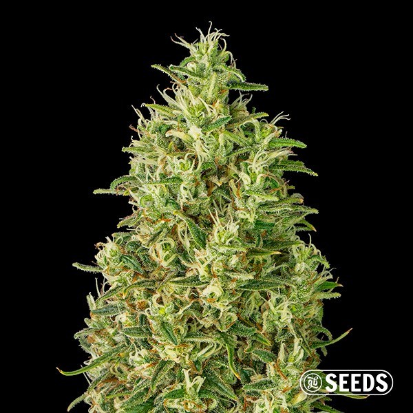 Auto Super Silver Haze de GB Seeds en GB Lleida