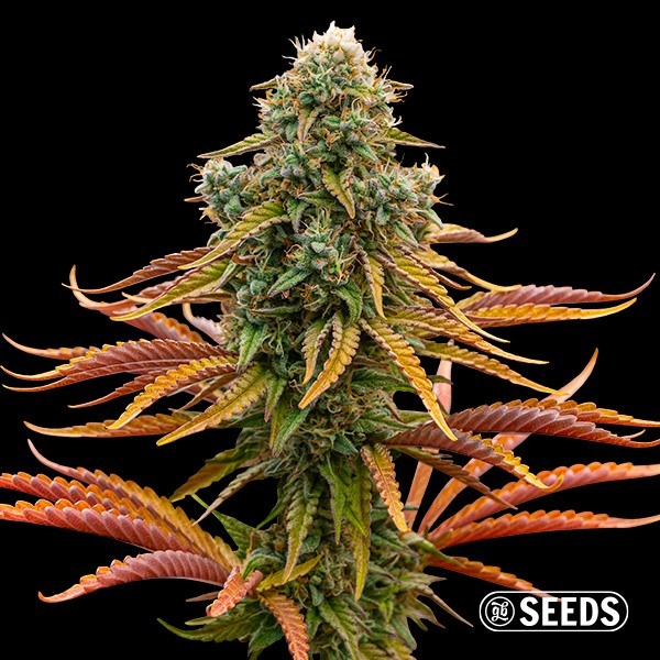 Auto Rainbow Chip de GB Seeds en GB Lleida