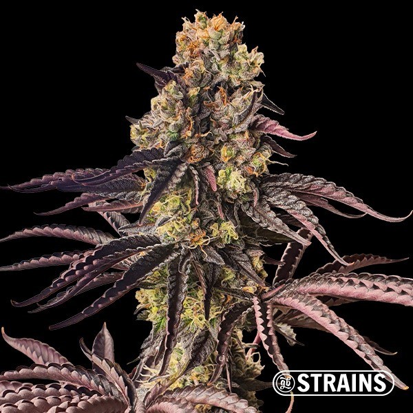 Spritzer de GB Strains en GB Lleida