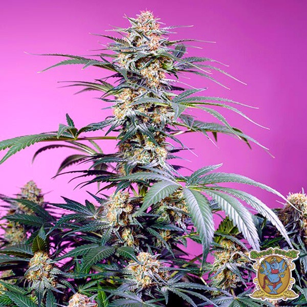 Monster Maker de Sweet Seeds en GB Lleida