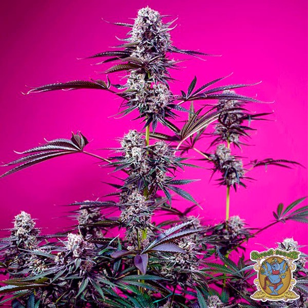 Studio 54 Stardust Auto de Sweet Seeds en GB Lleida