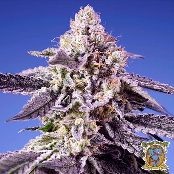 Permanent Jealousy XL Auto de Sweet Seeds en GB Lleida