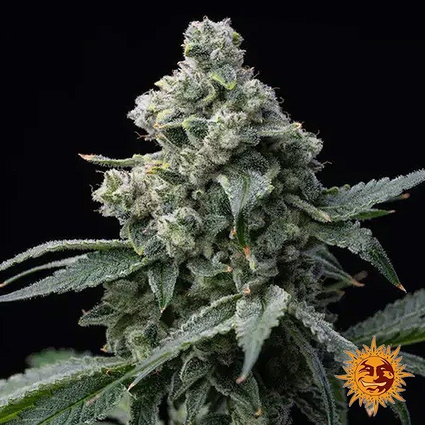 Bruce Banner Barney's Farm de Barney's Farm en GB Lleida