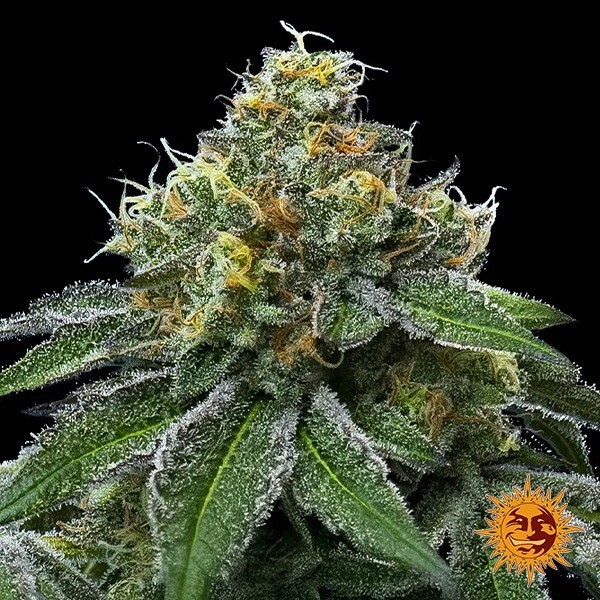 RS11 x Banana OG de Barney's Farm en GB Lleida