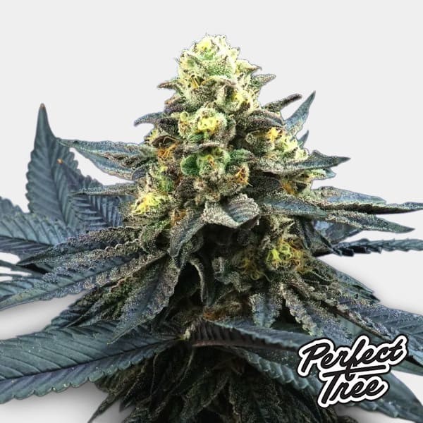 Blue Peach de Perfect Tree Seeds en GB Lleida