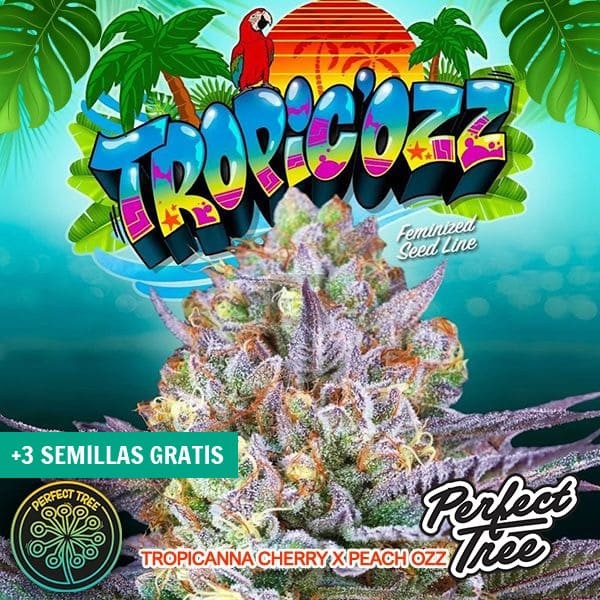 Tropic’Ozz de Perfect Tree Seeds en GB Lleida