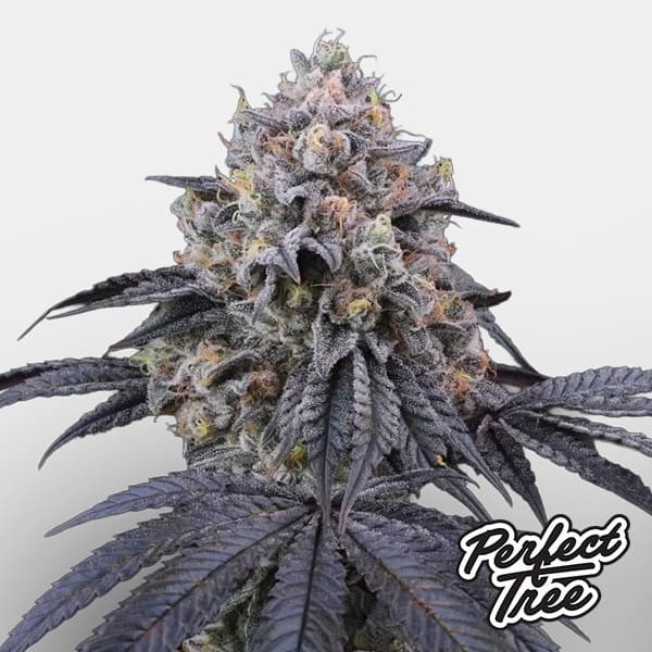 Peach Clouds de Perfect Tree Seeds en GB Lleida