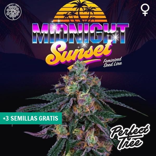 Midnight Sunset de Perfect Tree Seeds en GB Lleida