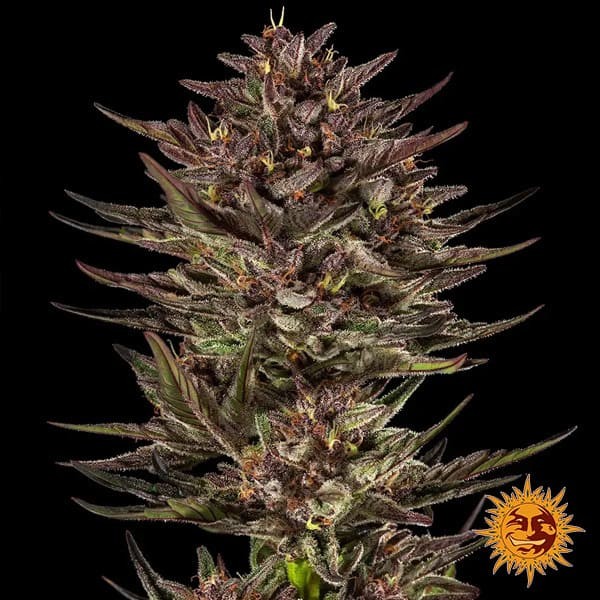 Frosted Zinn x Cookie Dog Auto de Barney's Farm en GB Lleida