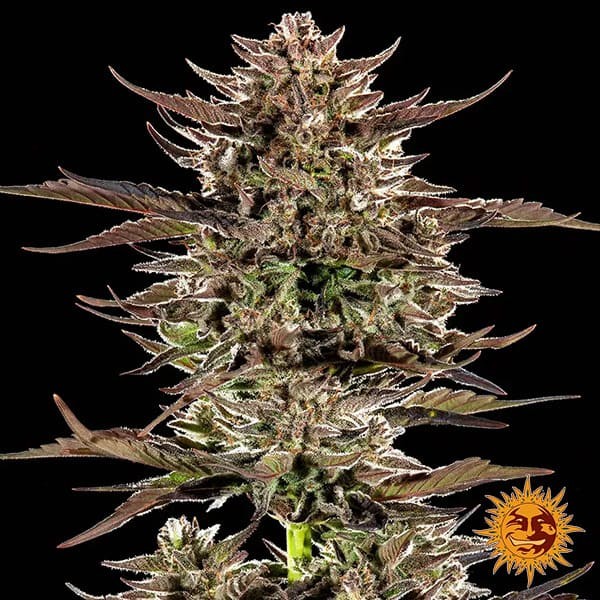 Frosted Zinn x 3 Bears Auto de Barney's Farm en GB Lleida