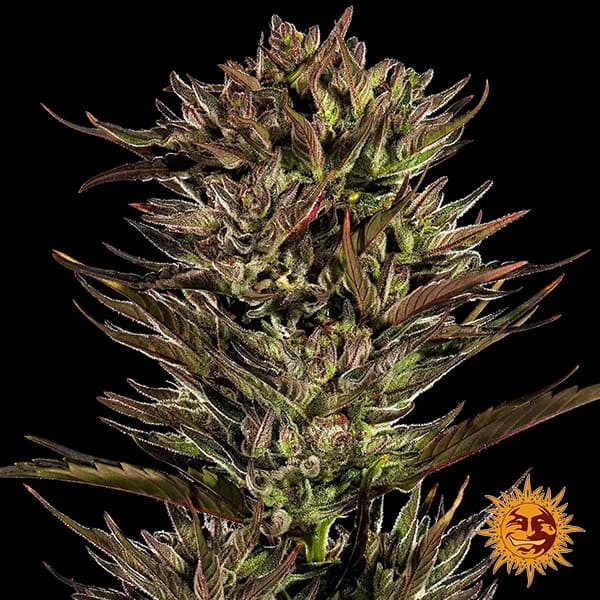 Thin Mint x Sour Pinot Auto de Barney's Farm en GB Lleida