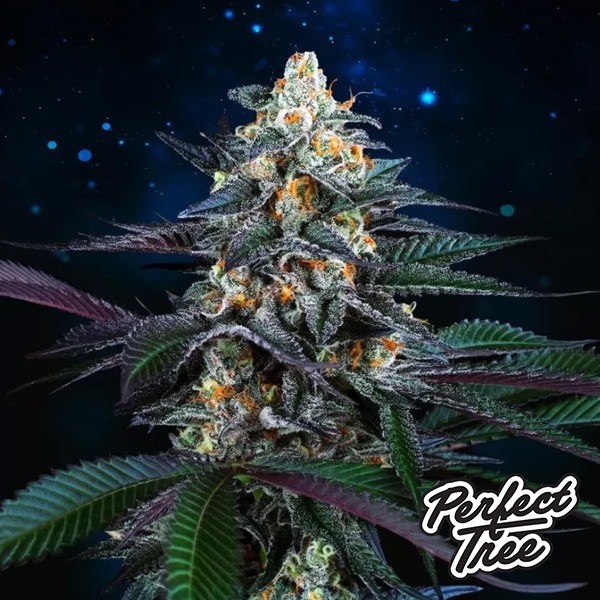 Spritz de Perfect Tree Seeds en GB Lleida