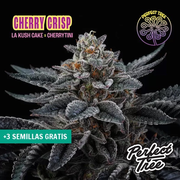 Cherry Crisp de Perfect Tree Seeds en GB Lleida