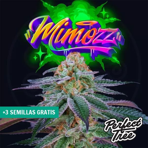 Mimooz de Perfect Tree Seeds en GB Lleida